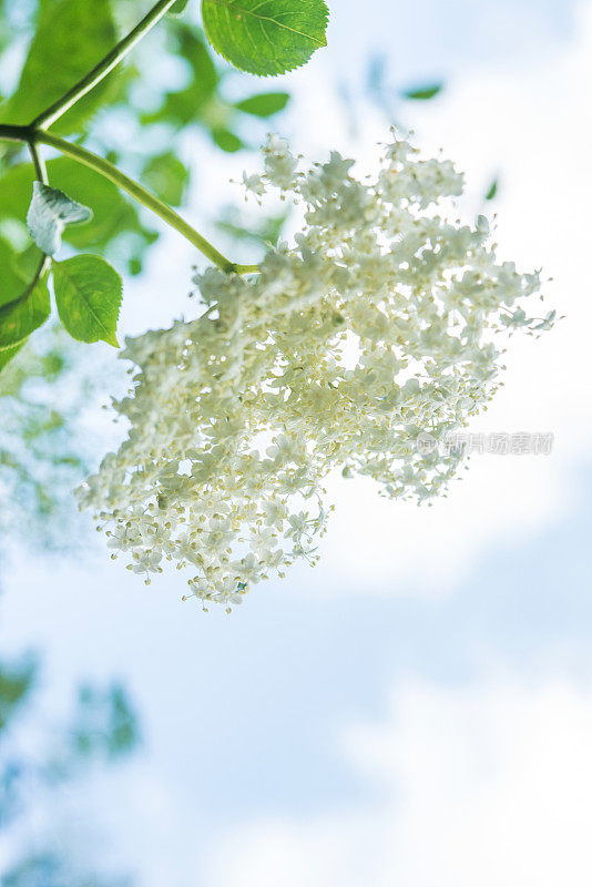 接骨木(Sambucus nigra)花